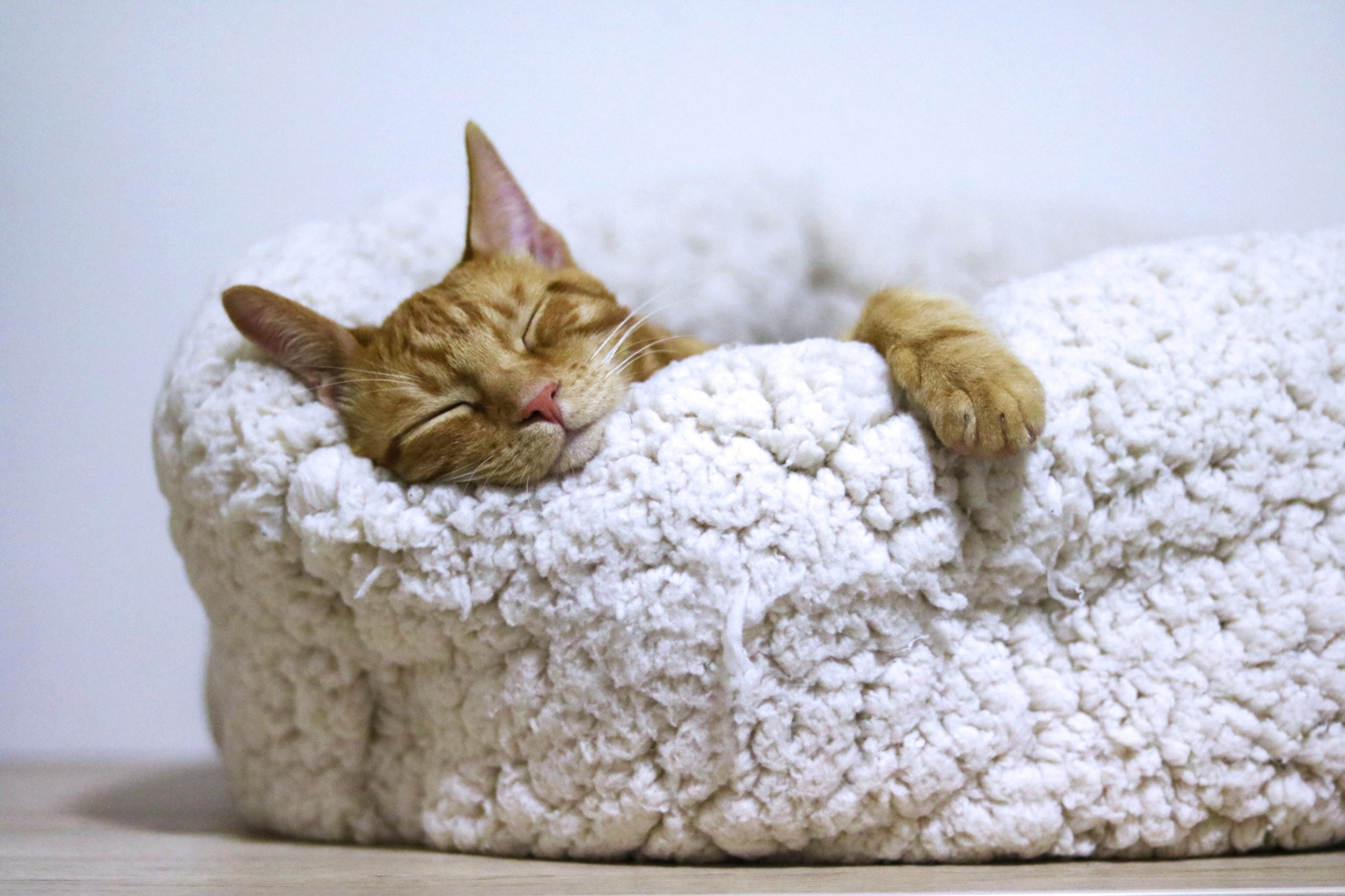 Ruhiger Schlaf wie eine entspannte Katze