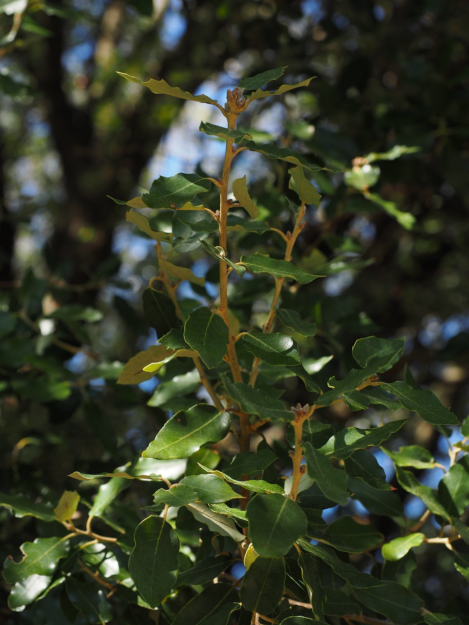 camphor tree, leaves, growth